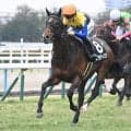 【今日の注目ポイント】博多Sで良血ネブラディスクがOP入りを狙う