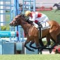 【函館１Ｒ・２歳未勝利】ゴール前鋭伸のショウナンカノアが初勝利　次走は馬の状態を最優先に函館２歳Ｓ参戦も視野