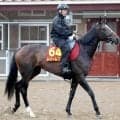 【注目馬動向】オークス２着のドリームコアは紫苑Ｓで始動予定　社台グループオーナーズが発表