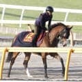 【注目馬動向】２４年牝馬２冠のチェルヴィニアは新潟記念へ　サンデーサラブレッドクラブが発表