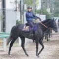 【注目馬動向】日本ダービー回避のきさらぎ賞勝ち馬ゾロアストロは新潟記念で復帰へ　サンデーサラブレッドクラブが発表