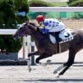 【函館５Ｒ・２歳新馬】新種牡馬のサリオス産駒が３頭目の勝ち上がり　ダマスクが１・５倍の人気に応える