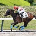 【福島６Ｒ・２歳新馬】コンテミュールが横山典弘騎手の導きでデビュー勝ち　村田調教師「ジョッキーも褒めてくれていた」