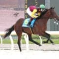【船橋競馬】アンヴァンクが７馬身差でデビュー勝ち　ステルスハンター、フェアウェルベルも好素材