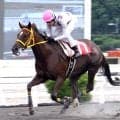 高知の牝馬で最強証明　ＧＯ！ＧＯ！スカンジナビアが７連勝　井上瑛太騎手「全国交流での勝利を目指して頑張りたい」ヴェガ特別