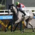 【北九州記念予想】サマースプリントシリーズ第2戦 3歳牝馬の勢いに期待