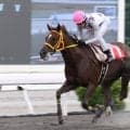 【高知・ヴェガ特別】止まらないスカンジナビア！6馬身差の7連勝で高知最強牝馬を証明