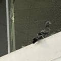 【オリックス】京セラドーム大阪に鳥が舞い込み、ファンの視線をくぎづけ　