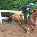 日曜小倉競馬場の注目激走馬…小倉１１Ｒ北九州記念・Ｇ３