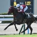 【北九州記念・馬体重】フリッカージャブは508kg(-2)、デアヴェローチェは464kg(+6)