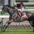 【七夕賞】15年ぶりの牝馬Vなるか 紫苑S覇者のクリスマスパレードが重賞2勝目狙う