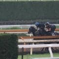 斉藤崇厩舎のキタサンブラック産駒 師も期待するエルドボルグ/関西馬メイクデビュー情報