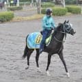 オジュウチョウサン産駒のタクミオジュウ、良血牝馬リサナウトなどが初陣/関東馬メイクデビュー情報