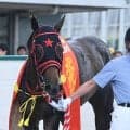 母方から受け継いだスプリント能力 フリッカージャブの血統背景をひも解く