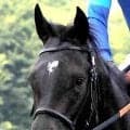 【七夕賞】斉藤崇調教師「もう少しやれる」福島コース歓迎のセンツブラッド　ラジオＮＩＫＫＥＩ賞２着から成長見せる