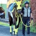 【注目馬動向】さきたま杯２着のウィルソンテソーロは南部杯を目標に　２３、２４年Ｖのレモンポップに続く連覇を狙う