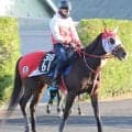 テルヒコウは名付け親のＧＬＡＹ・ＴＥＲＵも希望した武豊騎手と初タッグ結成　１２日函館の北海ハンデキャップで