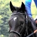【七夕賞】先週の動きが良かったセンツブラッド　斉藤崇調教師「やるごとにしっかりしてきました」と評価