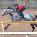 【七夕賞】ヤマニンブークリエは周回時間の短いパドックも味方　松永幹調教師「前回よりもいいと思います」