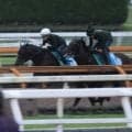 ジーティーアダマンなど、小倉記念1週前追い切り速報/栗東トレセンニュース