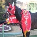 タイセイアトムが２３歳で死す…０８年ガーネットＳ勝ち馬　山形県で余生過ごす