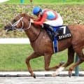 【注目馬動向】ジュライＳを制したストレングスは佐賀のサマーチャンピオンへ　エコロヴァルツは札幌記念を目標に