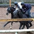 【ＰＯＧ】「クラシックを狙っていきたい」斉藤崇調教師の期待大きいエルドボルグ　首ほど遅れも上々の最終追い