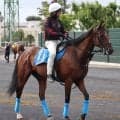 【七夕賞】２戦続けて異例調整！オニャンコポンが復活への道を模索　小島茂調教師は「前回より全然いい」と手応え