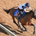 【七夕賞】戦闘態勢整った！３年ぶり参戦バトルボーンが坂路で迫力満点の動き　林調教師「いい状態でレースに臨めそう」