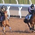 【七夕賞】黒光りする馬体で力強く弾んだカラマティアノス　絶好の仕上がりに奥村武調教師「もう一つ二つギアがありそう」