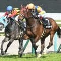 【七夕賞出走馬・騎手確定】サヴォーナ＆池添謙一騎手、カラマティアノス＆岩田康誠騎手など16頭