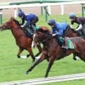 【ＰＯＧ】千葉セリで約１億円で取引されたアルデシンザン　１２日函館で佐々木大輔騎手とデビュー「いい馬です」