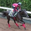【ＰＯＧ】祖母にあの名牝を持つシックパラソルは初戦から　１２日小倉デビュー戦へ松永幹調教師「距離が合いそう」