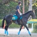 【ＰＯＧ】新種牡馬オジュウチョウサン産駒のタクミオジュウは動きも柔らかく走りも素軽い　スター候補誕生に陣営期待