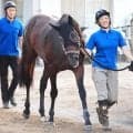 【七夕賞・金曜気配】カラマティアノスは坂路を軽やかに登坂　陣営「順調そのものといった感じ」