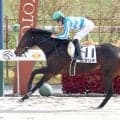 早すぎる天国への旅立ち...「辛い」「あかんかったか」安楽死となった３歳馬にネット悲痛の声　京浜盃３着のカタリテ