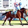 【川崎競馬】ガーキンバイパーが新馬戦快勝　シナノクロヌは「スピードは目を見張るものがある」