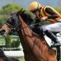半姉は桜花賞馬のステレンボッシュ クランズクラウンが待望の初勝利なるか