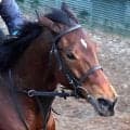 【１１日の注目・函館１１Ｒ】アロヒアリイ回避も…　良血馬ぞろいの好メンバーで混戦模様