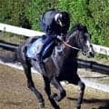 【注目馬動向】ジャックルマロワ賞を目指して調整中のシュトラウスがムーンランドロンシャン賞に登録