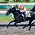 【函館8R】丹内祐次騎手が自身初の1日5勝をマーク！地元函館で大暴れ