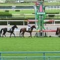 【小倉5R新馬戦結果】キタサンブラック産駒エルドボルグが接戦を制す