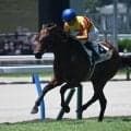 【小倉6R新馬戦結果】ビッグアーサー産駒マルモリムソウが押し切り勝ち