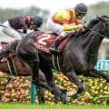 今年の上場馬は2頭のみ セレクトセールで芦毛よりも少ない毛色とは