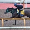 【小倉記念・理貴の特注馬】良血サフィラが“スパイス”加え変身　池添調教師「メンコをゲート裏で外してみます」