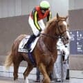 【３歳未勝利・西山の特注馬】超良血グランマエストロが選択した距離延長は吉と出るか