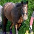 【注目馬動向】スティンガーグラスがメルボルンＣに参戦　豪州の国民的レースでＧ１初制覇狙う　デルタブルース以来の勝利へ