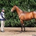 【セレクトセール2026】米G1馬のイクイノックス産駒に1億9000万円…ダノックスが落札