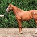 【セレクトセール2026】米G2馬のスワーヴリチャード産駒に1億2500万円