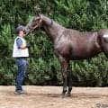 【セレクトセール2026】米G1馬の半妹が登場…アーモニーズエンジェルの2025は1億5000万円で落札